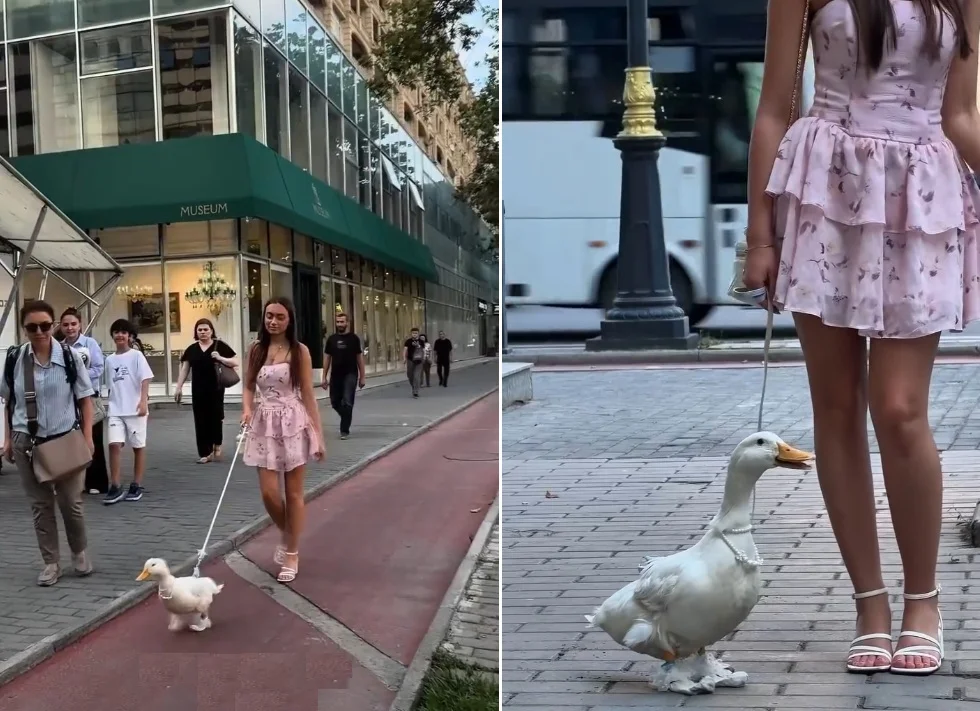 Bakıda ördəklə gəzintiyə çıxan qız diqqət çəkdi